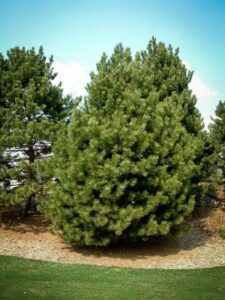 Сосна Чёрная (Pinus Nigra) купить по цене от 270.00р. в интернет-магазине «Посадика» с доставкой почтой в в Мценске и по всей России – [изображение №1].