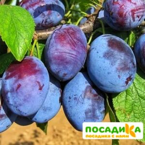 Слива Чачакская ранняя купить по цене от 229.00р. в интернет-магазине «Посадика» с доставкой почтой в в Мценске и по всей России – [изображение №1].