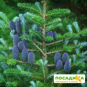 Пихта корейская (Abies koreana) купить по цене от 450.00р. в интернет-магазине «Посадика» с доставкой почтой в в Мценске и по всей России – [изображение №1].