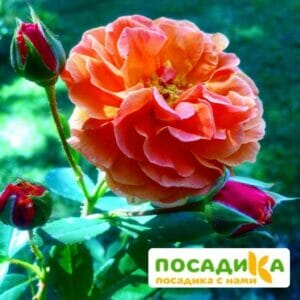 Роза Арабия купить по цене от 350.00р. в интернет-магазине «Посадика» с доставкой почтой в в Мценске и по всей России – [изображение №1].