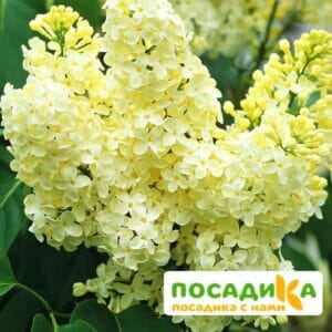 Сирень Примроуз (Primrose) купить по цене от 529.00р. в интернет-магазине «Посадика» с доставкой почтой в в Мценске и по всей России – [изображение №1].