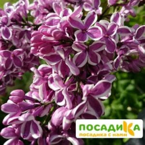 Сирень Сенсация купить по цене от 529.00р. в интернет-магазине «Посадика» с доставкой почтой в в Мценске и по всей России – [изображение №1].