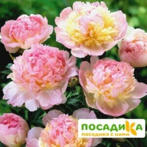 Пион Распберри Сандей (Paeonia Raspberry Sundae) купить по цене от 959р. в интернет-магазине «Посадика» с доставкой почтой в в Мценске и по всей России – [изображение №1].