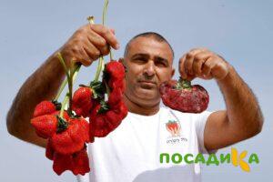 Клубника Гигант Джорнея купить по цене от 266р. в интернет-магазине «Посадика» с доставкой почтой в в Мценске и по всей России – [изображение №1].