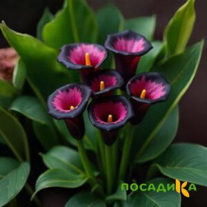 Калла Аура Лейс купить по цене от 400р. в интернет-магазине «Посадика» с доставкой почтой в в Мценске и по всей России – [изображение №1].