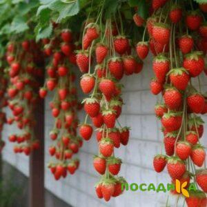 Клубника вьющаяся Комплимент купить по цене от 470р. в интернет-магазине «Посадика» с доставкой почтой в в Мценске и по всей России – [изображение №1].