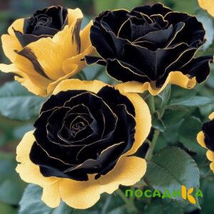Роза Ханни Сикл купить по цене от 700р. в интернет-магазине «Посадика» с доставкой почтой в в Мценске и по всей России – [изображение №1].