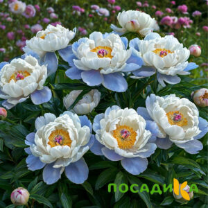Пион акварельный Этюд купить по цене от 806р. в интернет-магазине «Посадика» с доставкой почтой в в Мценске и по всей России – [изображение №1].