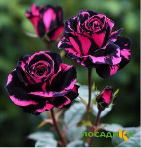 Роза Багровый Шепот купить по цене от 366р. в интернет-магазине «Посадика» с доставкой почтой в в Мценске и по всей России – [изображение №1].