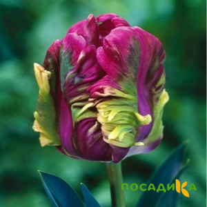 Тюльпан Экзотик Хэвен купить по цене от 186р. в интернет-магазине «Посадика» с доставкой почтой в в Мценске и по всей России – [изображение №1].