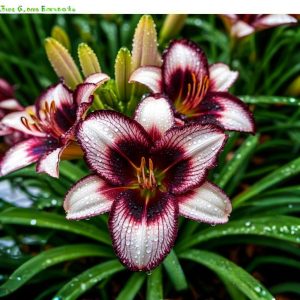 Лилейник Крим Сикл купить по цене от 799р. в интернет-магазине «Посадика» с доставкой почтой в в Мценске и по всей России – [изображение №1].