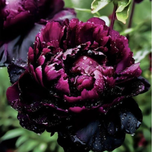 Пион Темный Сад купить по цене от 421р. в интернет-магазине «Посадика» с доставкой почтой в в Мценске и по всей России – [изображение №1].