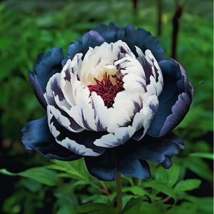 Пион Древовидный Инь-Янь купить по цене от 419р. в интернет-магазине «Посадика» с доставкой почтой в в Мценске и по всей России – [изображение №1].