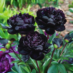 Пион Королевский Бархат купить по цене от 419р. в интернет-магазине «Посадика» с доставкой почтой в в Мценске и по всей России – [изображение №1].