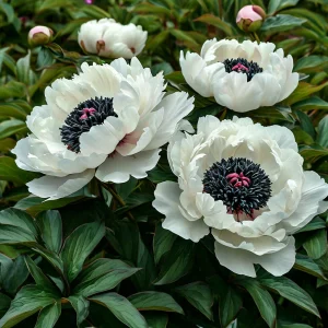 Пион Инк Эн купить по цене от 429р. в интернет-магазине «Посадика» с доставкой почтой в в Мценске и по всей России – [изображение №1].