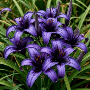 Лилейник Блю Айрис купить по цене от 324р. в интернет-магазине «Посадика» с доставкой почтой в в Мценске и по всей России – [изображение №1].