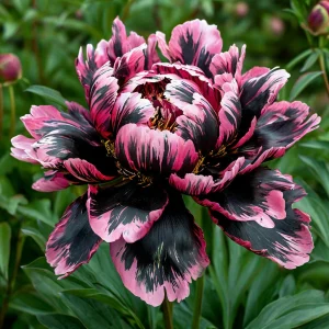 Пион Дроп Руби купить по цене от 469р. в интернет-магазине «Посадика» с доставкой почтой в в Мценске и по всей России – [изображение №1].