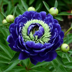 Пион Дримвивер купить по цене от 417р. в интернет-магазине «Посадика» с доставкой почтой в в Мценске и по всей России – [изображение №1].