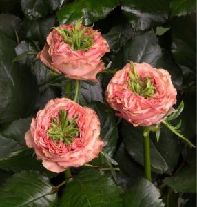 Роза Амбер Инчант купить по цене от 495р. в интернет-магазине «Посадика» с доставкой почтой в в Мценске и по всей России – [изображение №1].