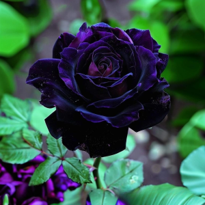 Роза Блэк Пантер купить по цене от 319р. в интернет-магазине «Посадика» с доставкой почтой в в Мценске и по всей России – [изображение №1].