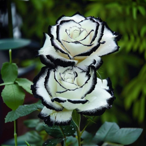 Роза Силк Ивин купить по цене от 319р. в интернет-магазине «Посадика» с доставкой почтой в в Мценске и по всей России – [изображение №1].