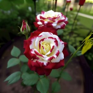 Роза Роял Глом купить по цене от 401р. в интернет-магазине «Посадика» с доставкой почтой в в Мценске и по всей России – [изображение №1].