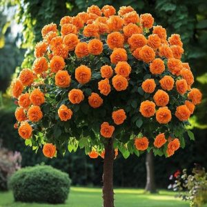 Роза Солнечный Шарм купить по цене от 349р. в интернет-магазине «Посадика» с доставкой почтой в в Мценске и по всей России – [изображение №1].