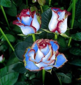 Роза Сафайер Пэтл купить по цене от 450р. в интернет-магазине «Посадика» с доставкой почтой в в Мценске и по всей России – [изображение №1].